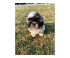 7 weeks old Shih tzu puppies looking for a new home