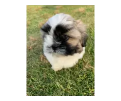 7 weeks old Shih tzu puppies looking for a new home - 2