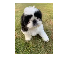7 weeks old Shih tzu puppies looking for a new home - 3