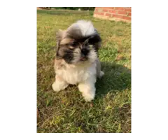 7 weeks old Shih tzu puppies looking for a new home - 4