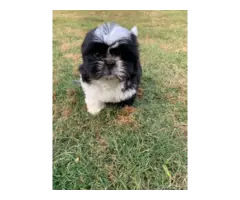 7 weeks old Shih tzu puppies looking for a new home - 5