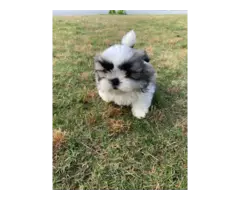 7 weeks old Shih tzu puppies looking for a new home - 6