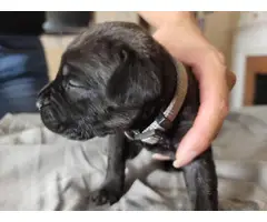Registered Cane Corso Puppies for Sale