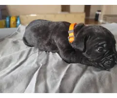 Registered Cane Corso Puppies for Sale - 2