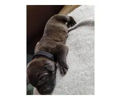 Registered Cane Corso Puppies for Sale - 3