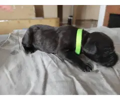 Registered Cane Corso Puppies for Sale - 5