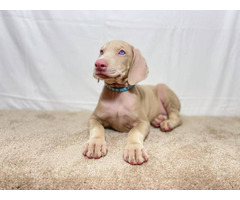 Beautiful AKC Doberman Pinscher puppies for sale
