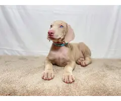 Beautiful AKC Doberman Pinscher puppies for sale - 2