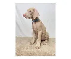 Beautiful AKC Doberman Pinscher puppies for sale - 3