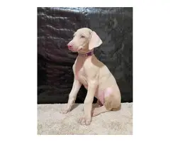 Beautiful AKC Doberman Pinscher puppies for sale - 6
