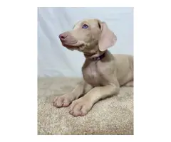 Beautiful AKC Doberman Pinscher puppies for sale - 7