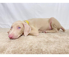 Beautiful AKC Doberman Pinscher puppies for sale