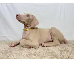 Beautiful AKC Doberman Pinscher puppies for sale - 9