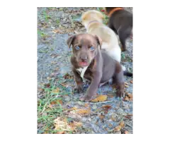 4 red male Kelpie puppies in search of working home