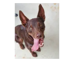 4 red male Kelpie puppies in search of working home