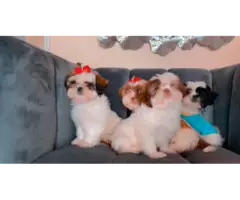 9 weeks old Purebred Shih Tzu Puppies for Sale