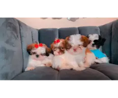 9 weeks old Purebred Shih Tzu Puppies for Sale - 2