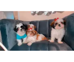 9 weeks old Purebred Shih Tzu Puppies for Sale - 3