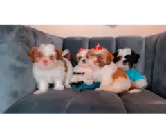 9 weeks old Purebred Shih Tzu Puppies for Sale - 4