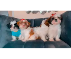9 weeks old Purebred Shih Tzu Puppies for Sale - 5