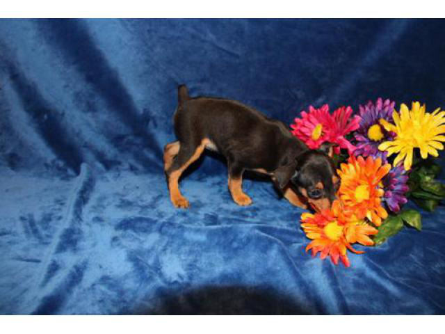 Three Miniature Pinscher Puppy For Sale Bell Gardens Puppies For Sale