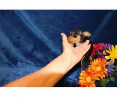 Three Miniature Pinscher Puppy for Sale - 2