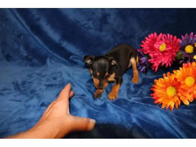Three Miniature Pinscher Puppy for Sale - 3/3