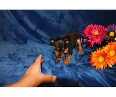 Three Miniature Pinscher Puppy for Sale - 3