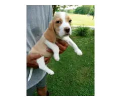 3 Registered Beagle Puppies
