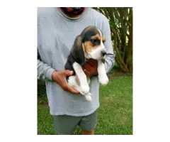 3 Registered Beagle Puppies - 2
