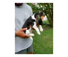 3 Registered Beagle Puppies - 3