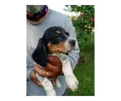 3 Registered Beagle Puppies - 4
