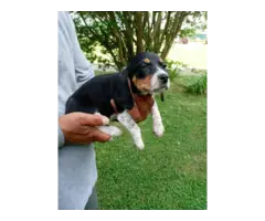 3 Registered Beagle Puppies - 5