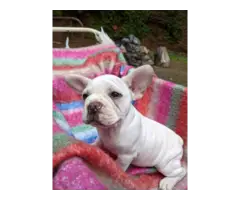 Male Frenchton puppies for sale