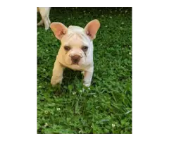 Male Frenchton puppies for sale - 2