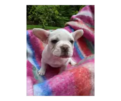 Male Frenchton puppies for sale - 5
