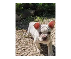 Male Frenchton puppies for sale - 9