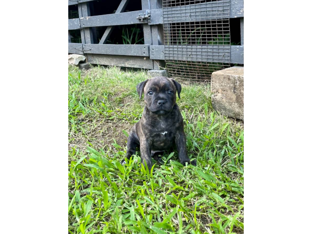 2 brindle Staffordshire Bull Terrier puppies for sale in