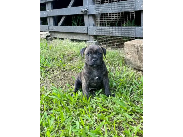 2 brindle Staffordshire Bull Terrier puppies for sale - 1/3