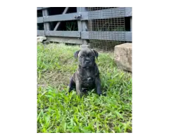 2 brindle Staffordshire Bull Terrier puppies for sale