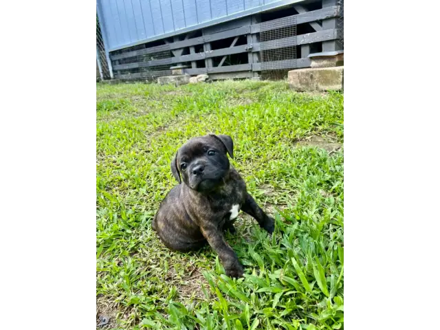 2 brindle Staffordshire Bull Terrier puppies for sale - 2/3