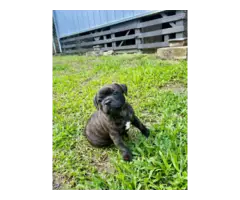 2 brindle Staffordshire Bull Terrier puppies for sale - 2