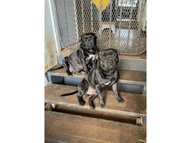 2 brindle Staffordshire Bull Terrier puppies for sale - 3/3