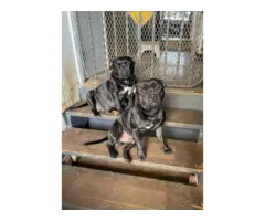 2 brindle Staffordshire Bull Terrier puppies for sale - 3