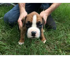 AKC Boxer Puppies for Sale 2 females and 7 males - 3