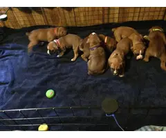 AKC Boxer Puppies for Sale 2 females and 7 males - 5