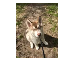 6 months old Husky for sale - 3