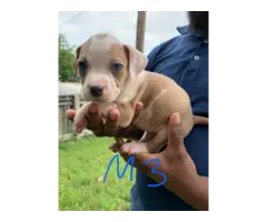 5 Bullypit puppies available