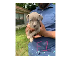 5 Bullypit puppies available