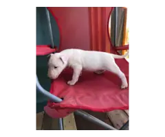 One female AKC Bull terrier all white puppy for sale